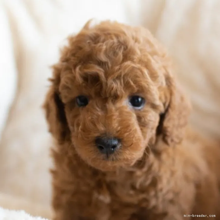 ID：2301-00897の子犬