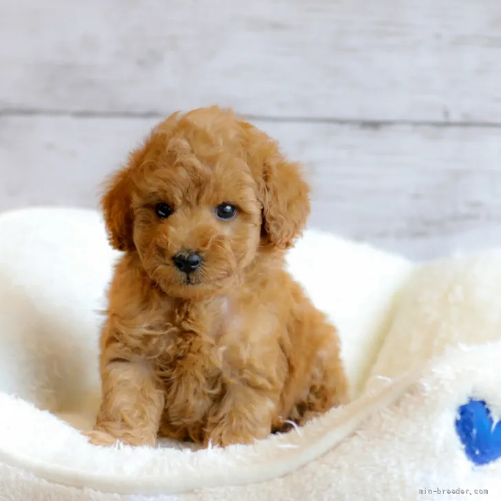 ID:2205-03672の子犬