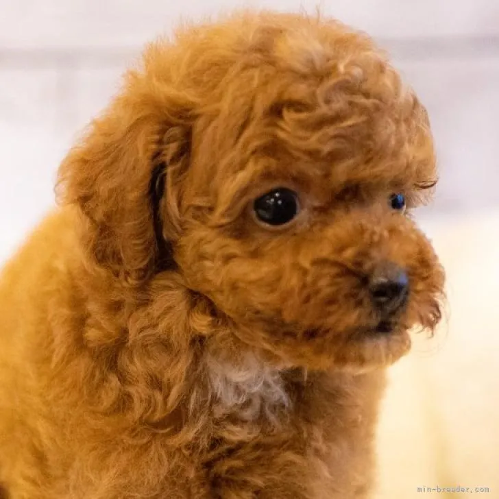 ID:2209-00442の子犬