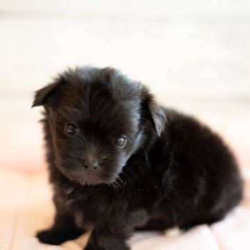 MIX ミックス犬 ポメマル マルポメ【北海道・女の子・2023年5月23日・ブラック】の写真「ポメマルの女の子　小ぶりで可愛いですよ　クレ可」