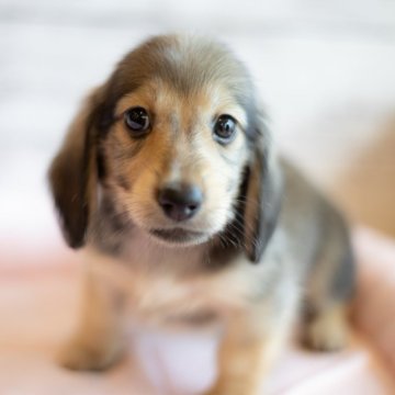 ミニチュアダックスフンド(ロング)【北海道・男の子・2023年6月1日・シェーデッドイエロー】の写真「ミニチュアダックス　シェーデットイエロー♂　クレ可」