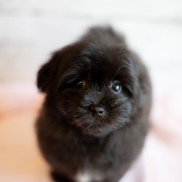 MIX ミックス犬 マル×ポメ【北海道・男の子・2023年5月23日・ブラック】の写真「ポメマルの男の子　すごく可愛いですよ　クレ可」