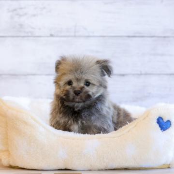 ミックス マルチーズ × ポメラニアン【北海道・男の子・2022年6月4日・セーブル】の写真「マルポメ　お母さんがポメラニアン」