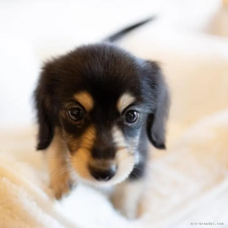 ID:2209-03372の子犬