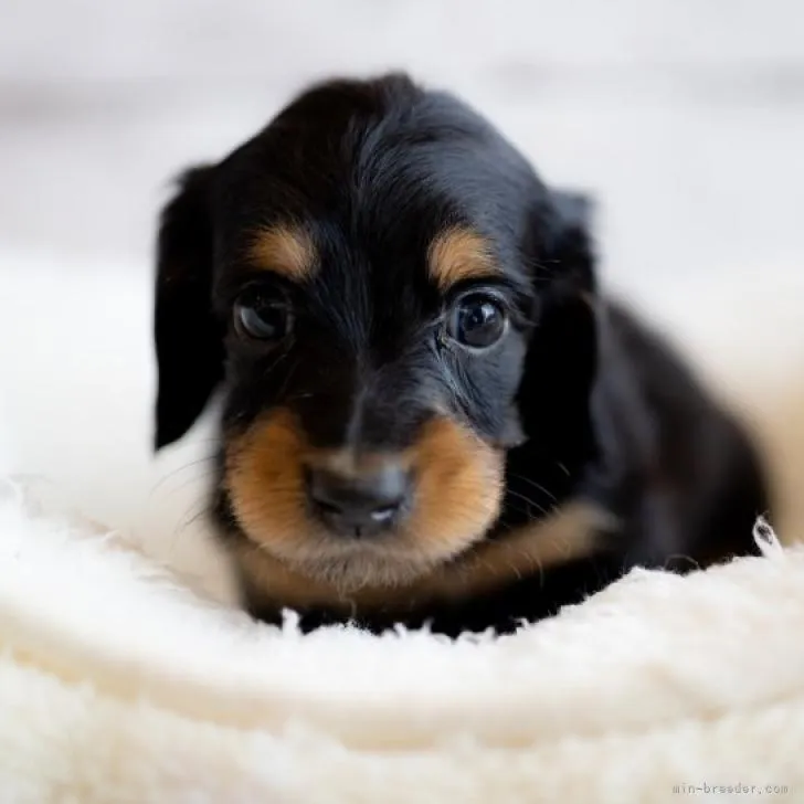 ID:2212-02584の子犬