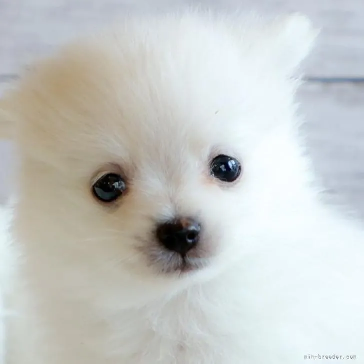 ID：2206-03402の子犬