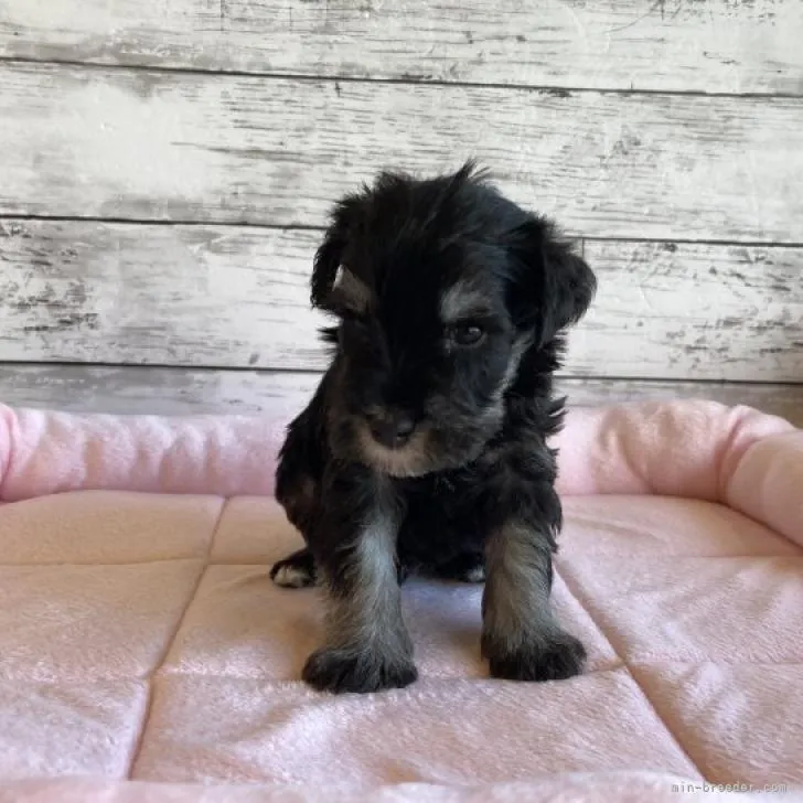 ID:2210-01368の子犬