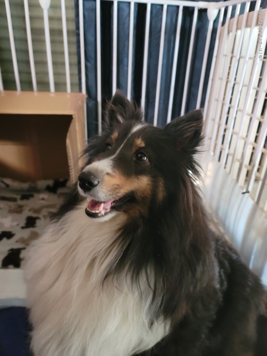 南淳美ブリーダーのブログ：そろそろ…