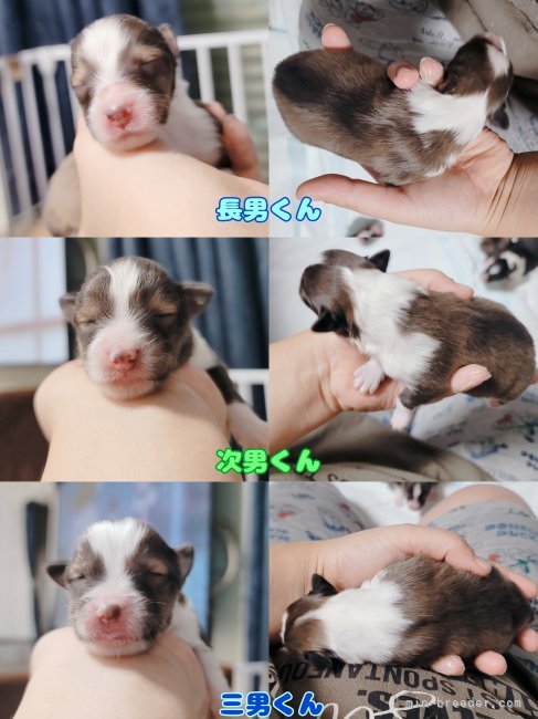 南淳美ブリーダーのブログ：シェルティベビー生まれました😍