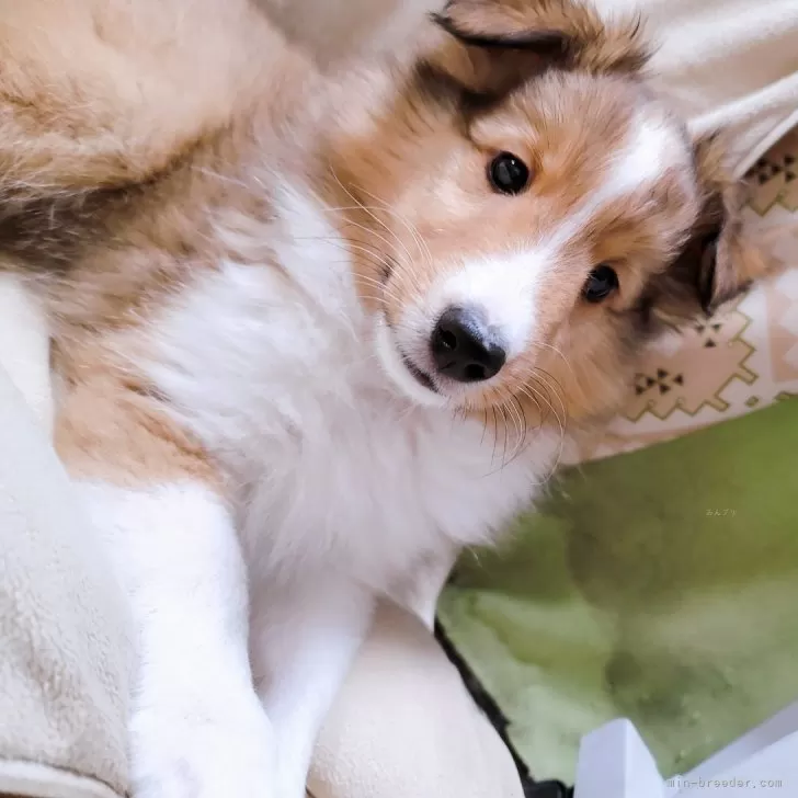 ID:2504-03246の子犬