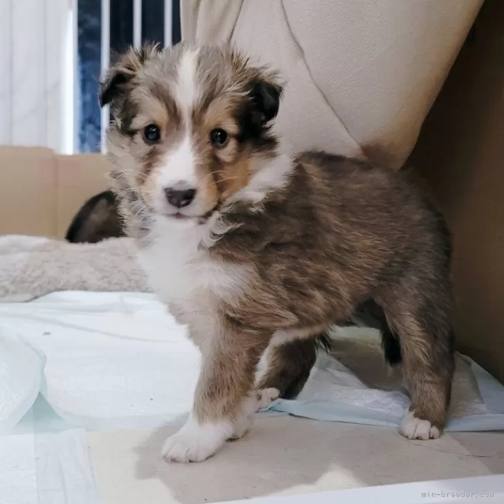 ID:2412-04719の子犬
