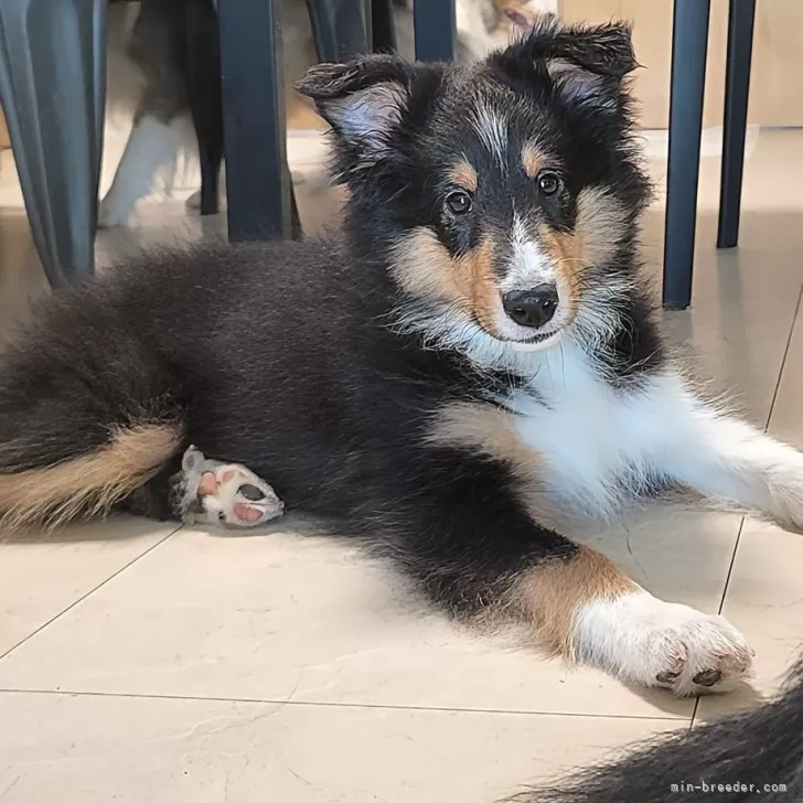 ID：2507-04436の子犬