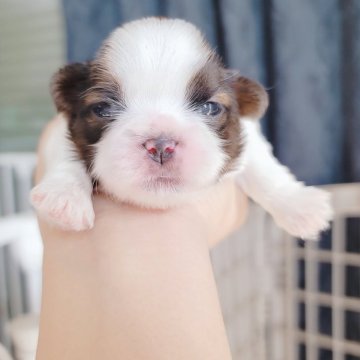 シーズー【大分県・女の子・2025年11月16日・ホワイト&ゴールド】の写真「おめめが開きました！5姉弟の三女ちゃんです✨」