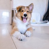シェットランドシープドッグ