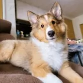 シェットランドシープドッグ
