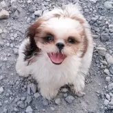 シーズー