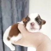 シーズー【大分県・女の子・2025年11月16日・ホワイト&ゴールド】の写真3「まだまだ可愛くなる予定です😍」