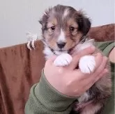 シェットランドシープドッグ【大分県・男の子・2024年12月6日・セーブル&ホワイト】の写真6「可愛くなってきました❤️」