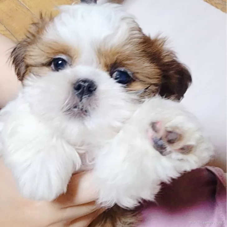 ID:2404-03971の子犬