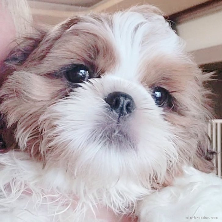 NC☆ シーズー　ぬいぐるみ　犬　子犬　35センチ NC☆ シーズー ぬいぐるみ 犬 子犬 35センチ
