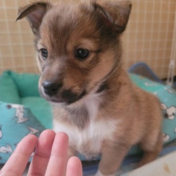 ミックス犬【大分県・女の子・2022年12月9日・薄めブラウン系】の写真「シェルティーミックスの女の子！人なつっこいです！」