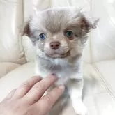 チワワ(ロング)