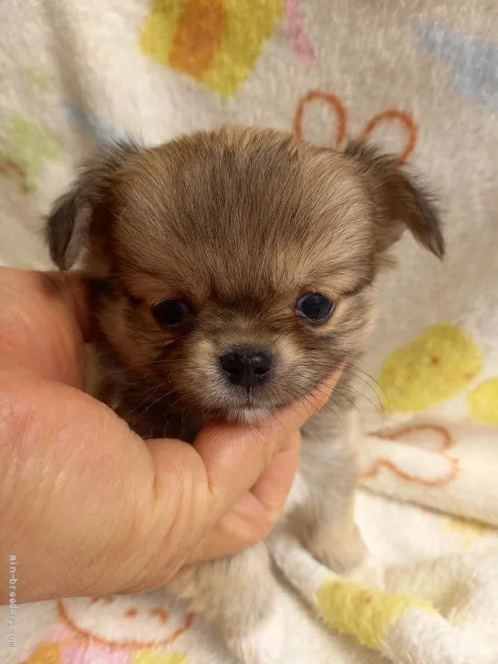 ID：2102-01148の子犬