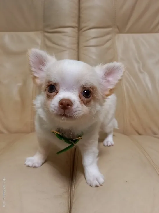 ID:2110-00669の子犬