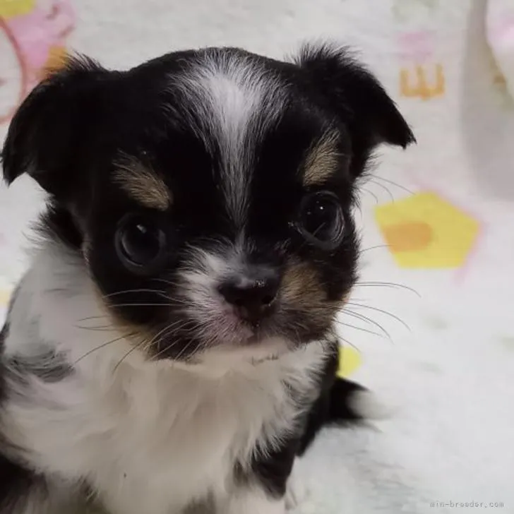 ID：2211-02238の子犬