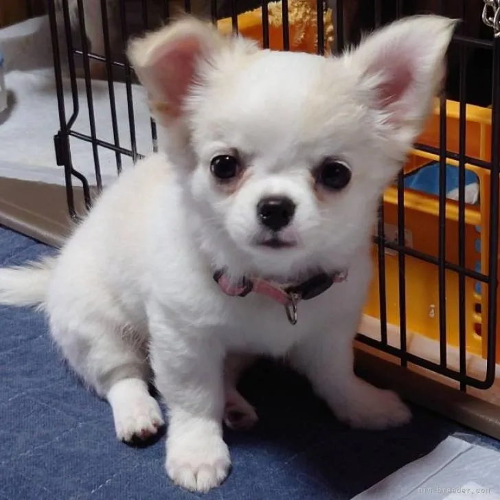 ID：2210-00192の子犬