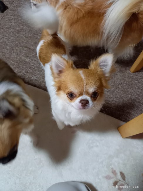 チワワ(ロング)【・女の子・2022年10月5日・ホワイト&amp;レッド】「可愛いお顔しています。」