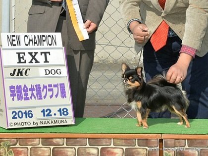 チワワ(ロング)【・男の子・2015年7月22日・ブラックタン】「ドッグショーでの勇姿です。」