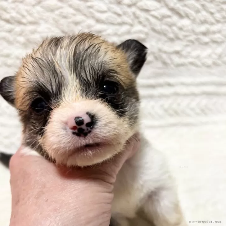 ID:2412-05235の子犬