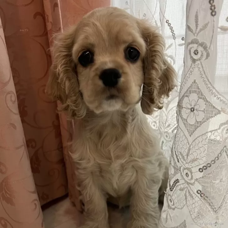 ID：2411-03605の子犬