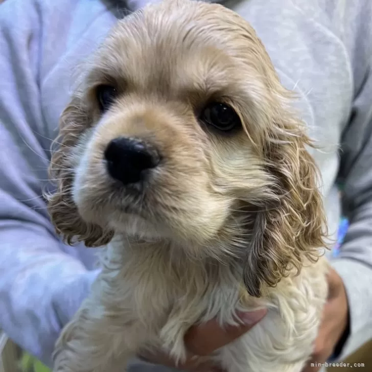 ID:2411-03602の子犬