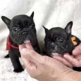 フレンチブルドッグ【静岡県・女の子・2025年9月22日・ブリンドル】の写真11