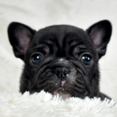 フレンチブルドッグ