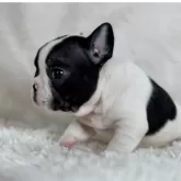 フレンチブルドッグ【静岡県・男の子・2025年9月22日・パイド】の写真3