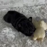 フレンチブルドッグ【静岡県・女の子・2025年9月22日・ブリンドル】の写真7