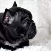 フレンチブルドッグ【静岡県・女の子・2025年9月22日・ブリンドル】の写真6