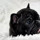 フレンチブルドッグ【静岡県・女の子・2025年9月22日・ブリンドル】の写真8