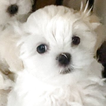 マルチーズ【福岡県・男の子・2025年2月26日・ホワイト】の写真「可愛くて活発でも聞き分けのある仔犬」