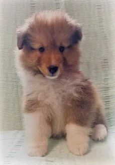 コウレン 様のお迎えした子犬