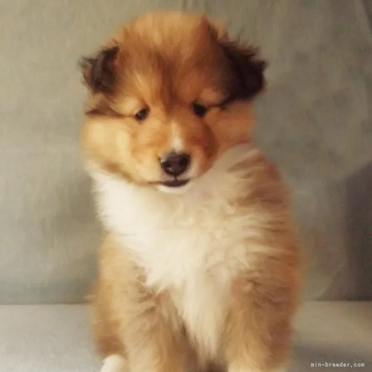 ID：2210-03482の子犬