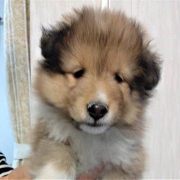 シェットランドシープドッグ【福岡県・女の子・2022年9月3日・セーブル】の写真「元気でかわいい女の子」