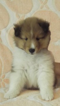 シェットランドシープドッグ【福岡県・男の子・2020年7月11日・セーブル&ホワイト】の写真「ショウにも適した綺麗な顔に凄く広いフルカラーの子」