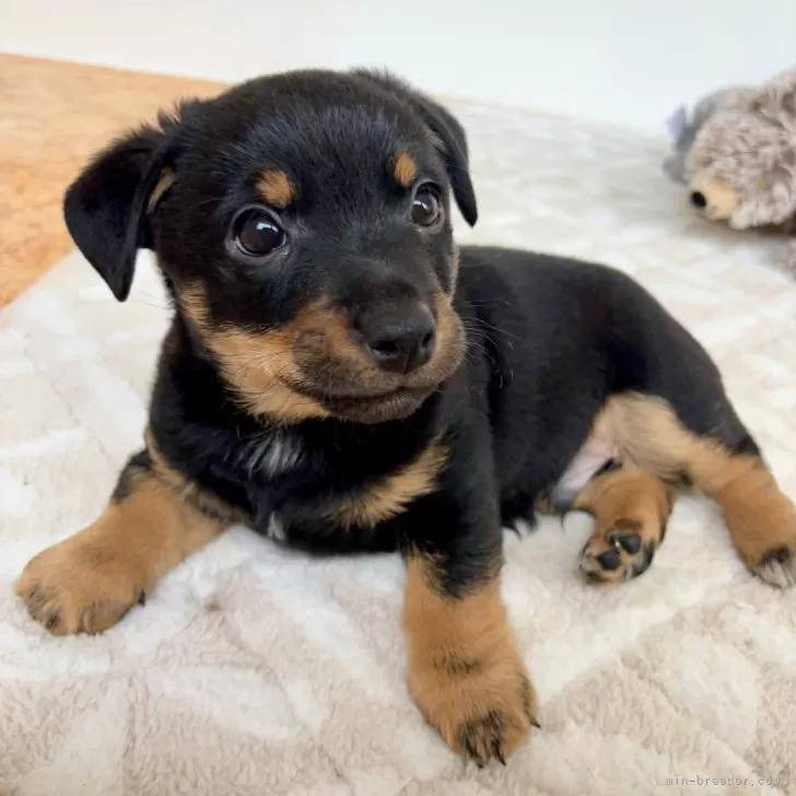 ID:2412-03307の子犬