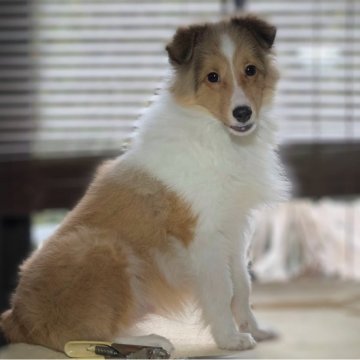 シェットランドシープドッグ【愛媛県・男の子・2025年6月10日・セーブル&ホワイト】の写真「小振りのおとなしい男の子で　非常にかわいい子です。」