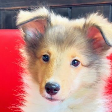 シェットランドシープドッグ【愛媛県・男の子・2025年6月10日・セーブル&ホワイト】の写真「美男子です。」