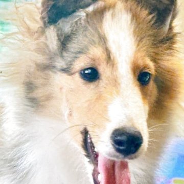 シェットランドシープドッグ【愛媛県・女の子・2025年3月17日・セーブル&ホワイト】の写真「🍒少し小振りのおてんば娘🍒🌸」